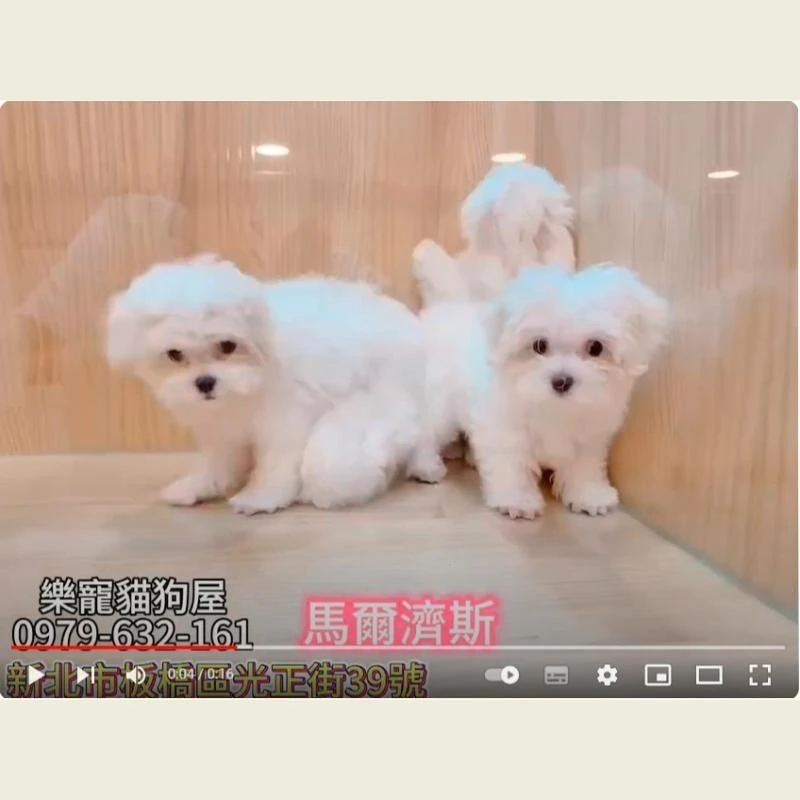 馬爾濟斯