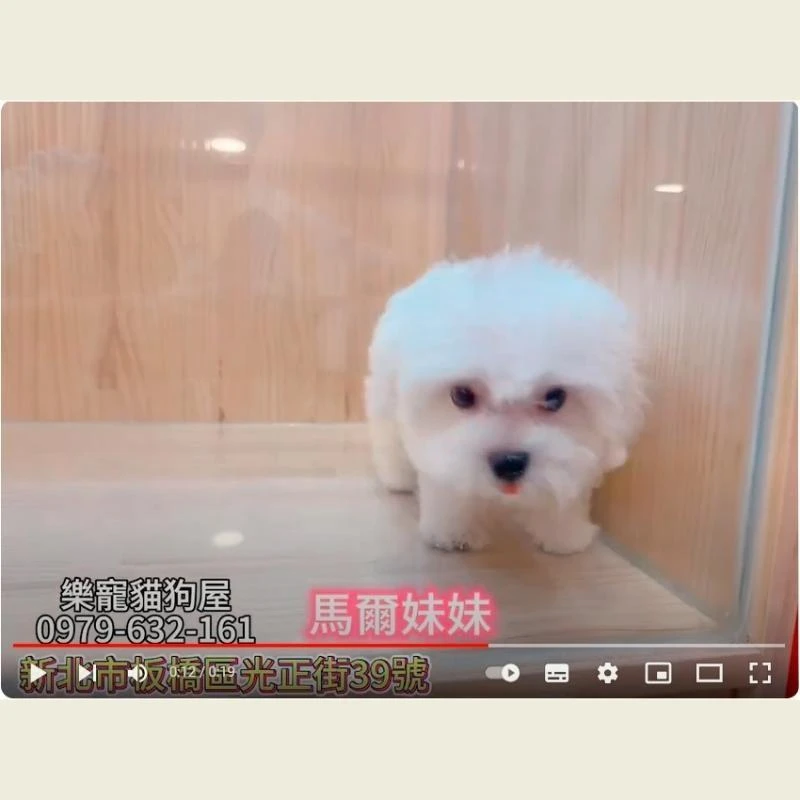 馬爾妹妹,馬爾濟斯,馬爾濟斯幼犬