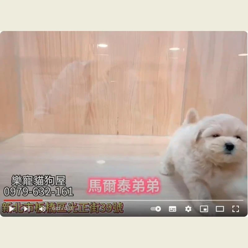 馬爾弟弟