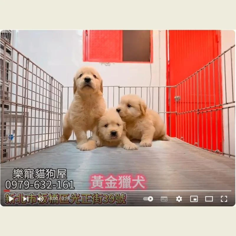 黃金獵犬