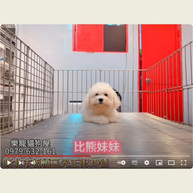 比熊妹妹