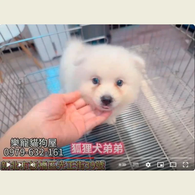 狐狸犬弟弟,狐狸犬