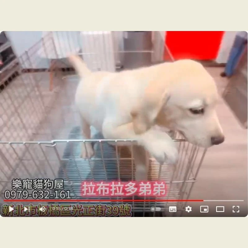 拉不拉多弟弟,拉不拉多