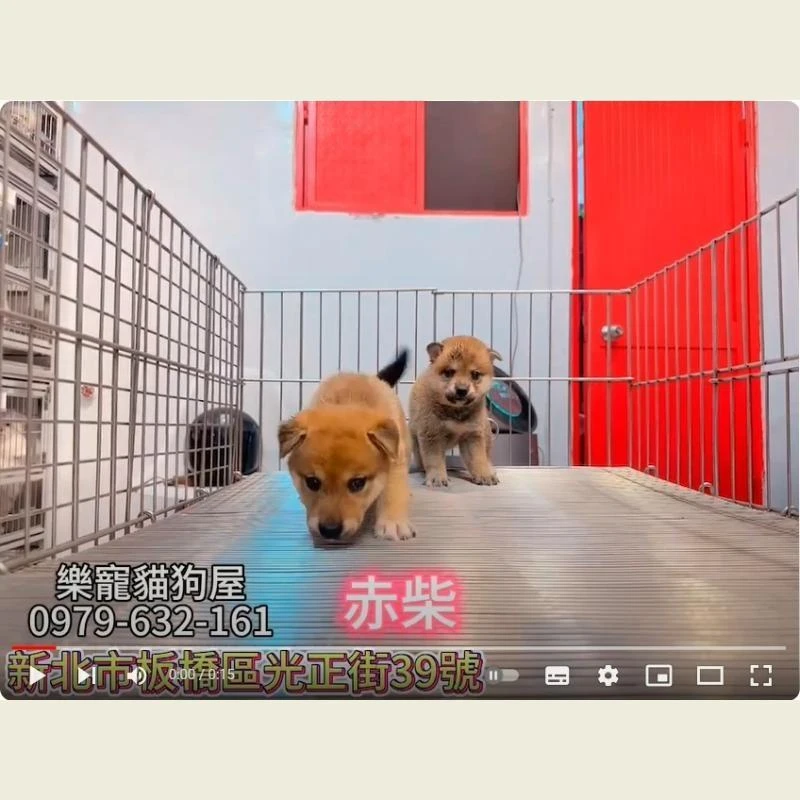 赤柴,柴犬