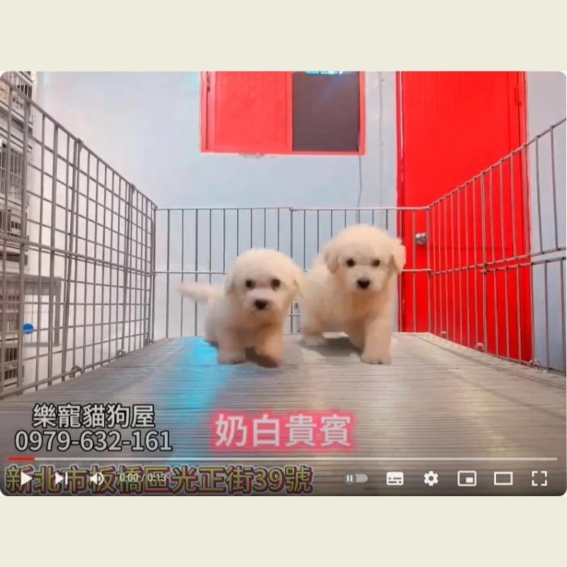 奶油貴賓,貴賓,貴賓幼犬