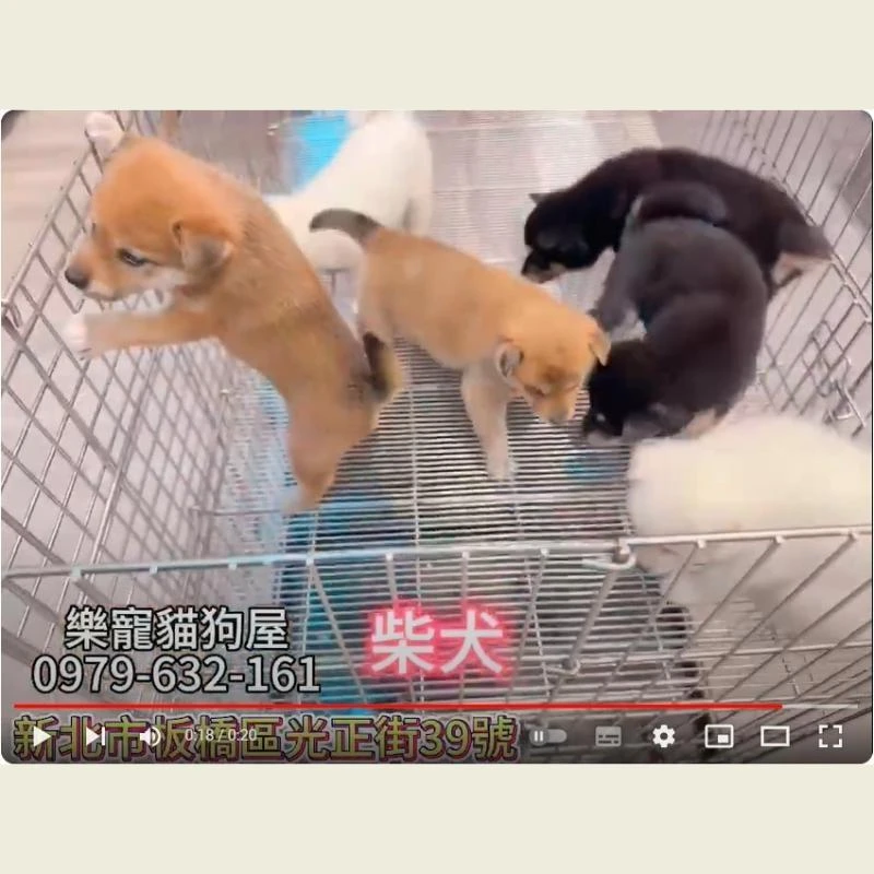 柴犬