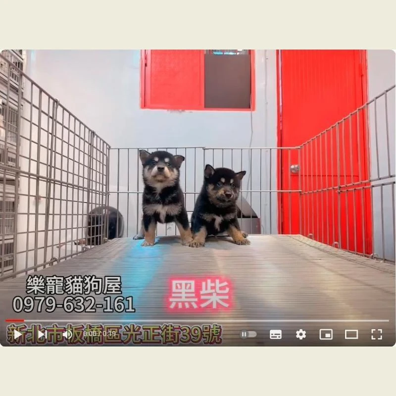 黑柴,柴犬