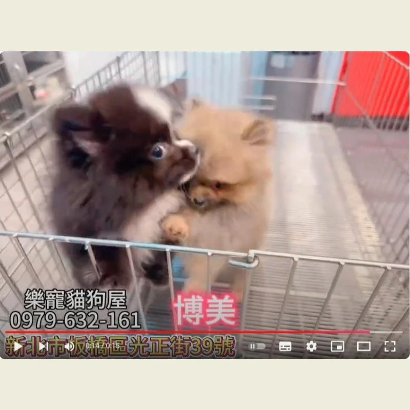 博美