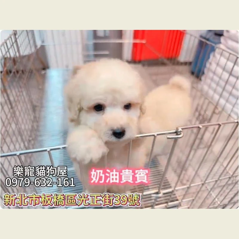 奶油貴賓,貴賓,貴賓幼犬