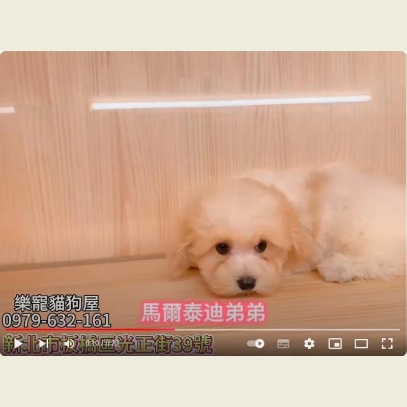馬爾泰迪弟弟,馬爾濟斯,馬爾濟斯幼犬
