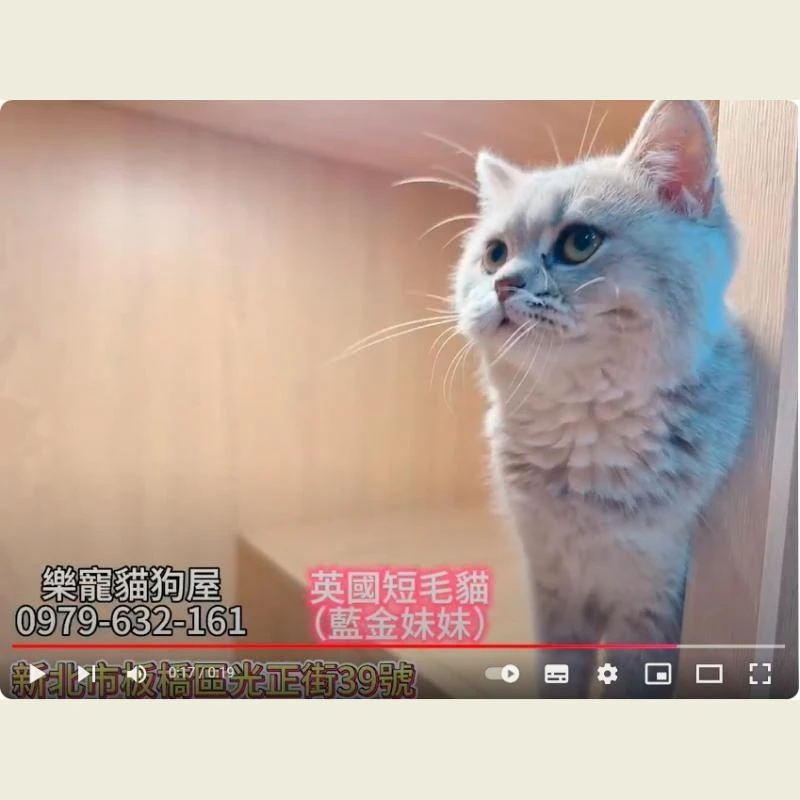 英國短毛貓