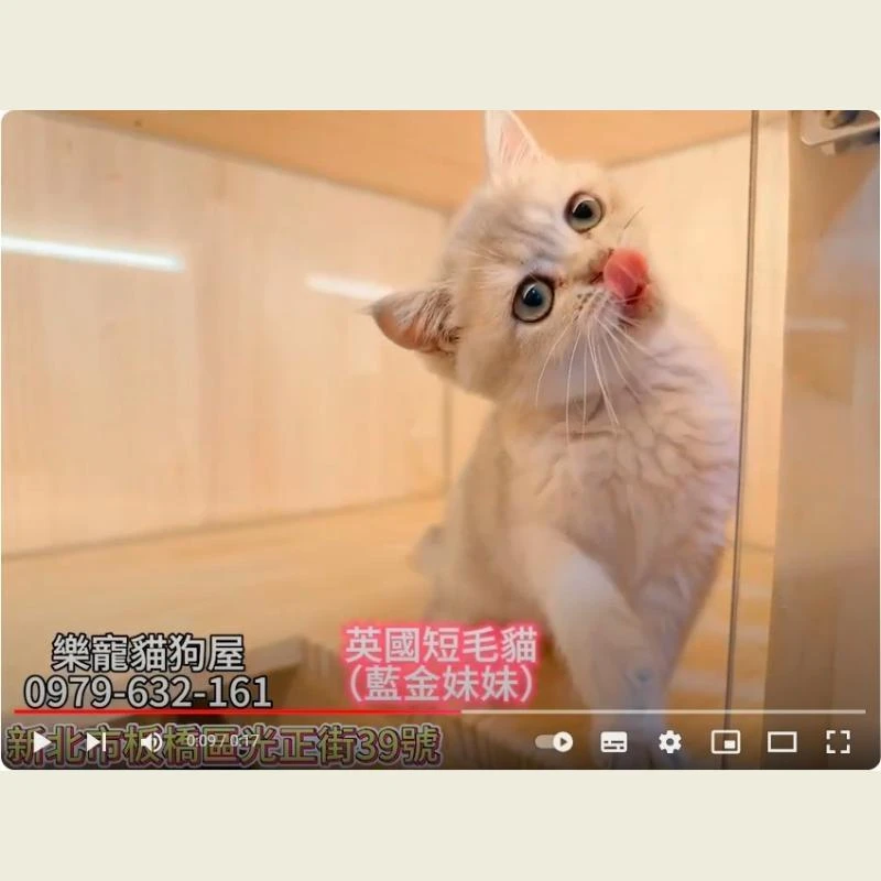 英國短毛貓,英短