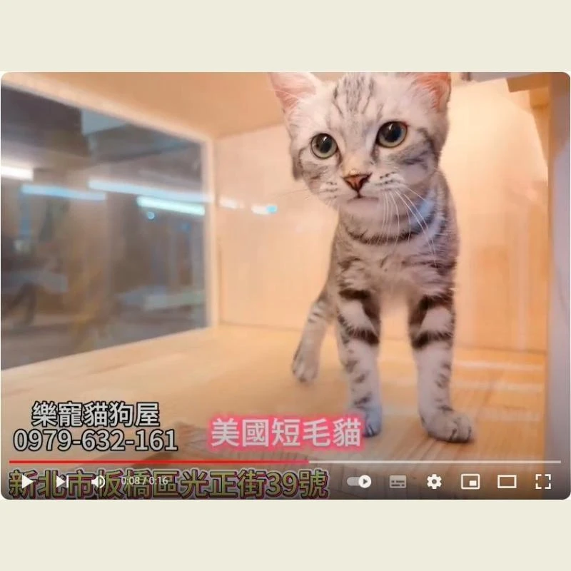 美國短毛貓,美短