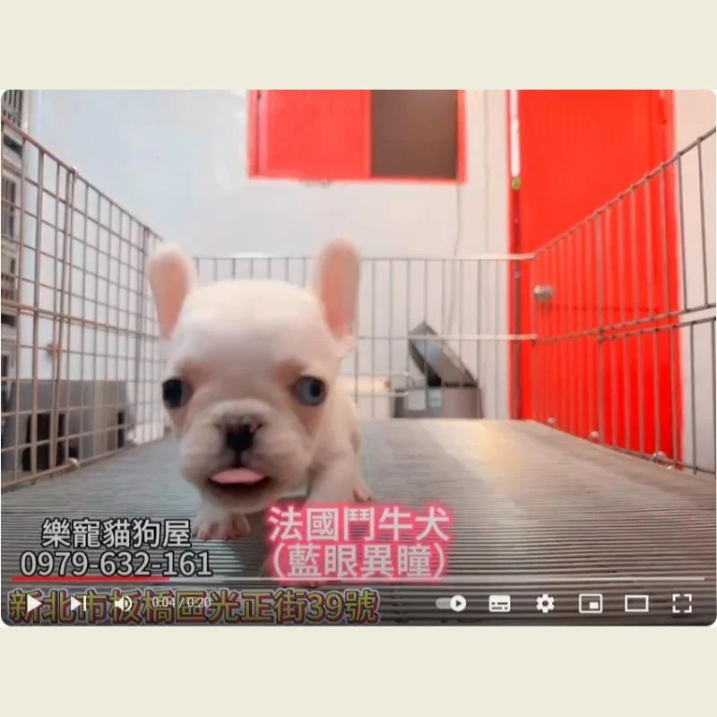 法國鬥牛犬,法鬥