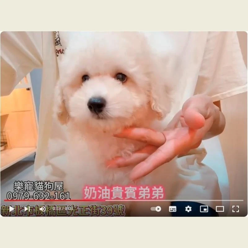 奶油貴賓弟弟