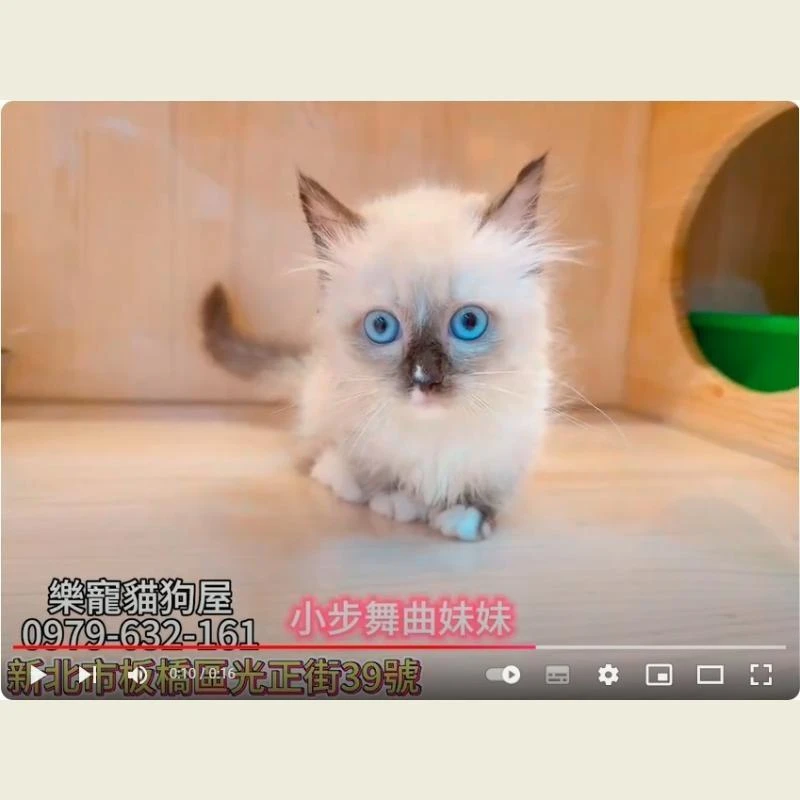 小步舞曲妹妹,小步舞曲,小步舞曲幼貓