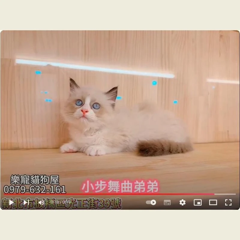 小步舞曲弟弟,小步舞曲,小步舞曲幼貓