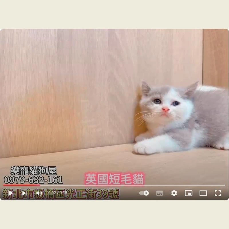 英國短毛貓,英短