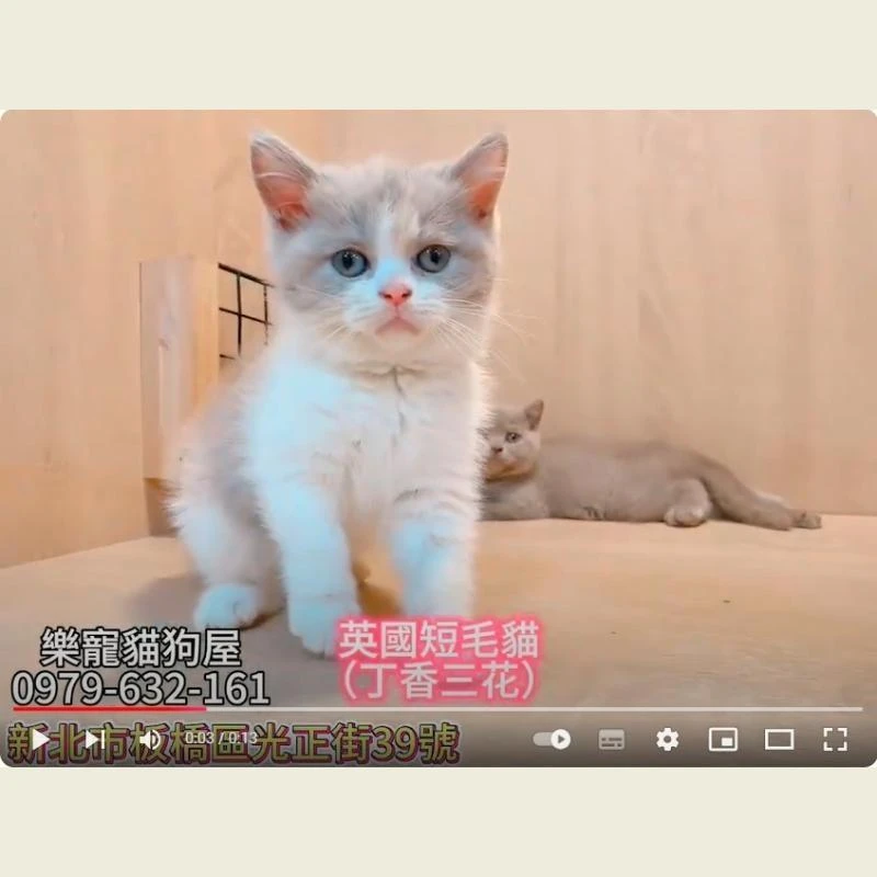 英國短毛貓,英短,英短幼貓
