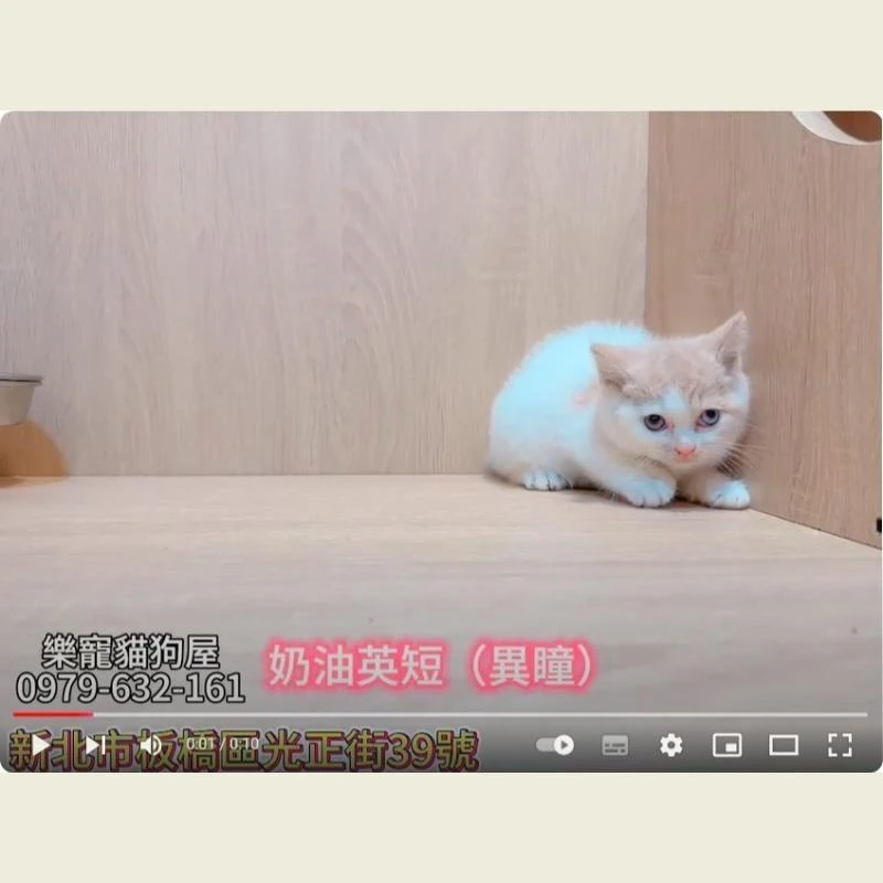 奶油英短