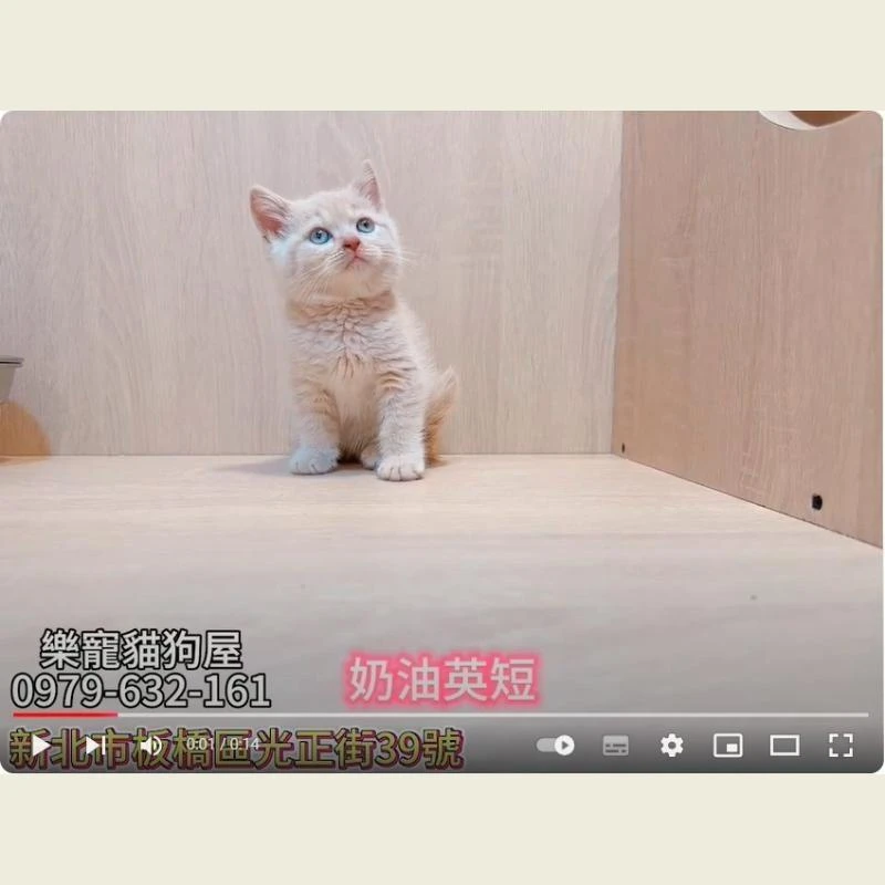 奶油英短,英短幼貓