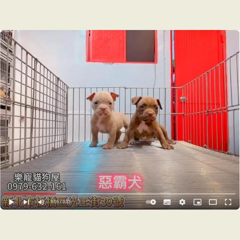 惡霸犬