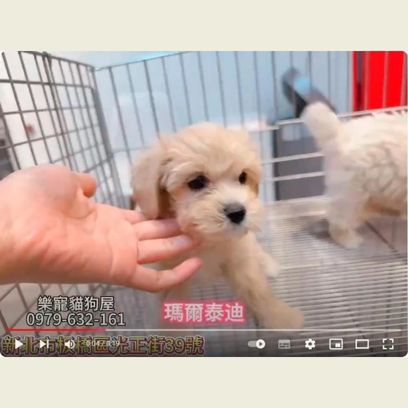 馬爾泰迪
