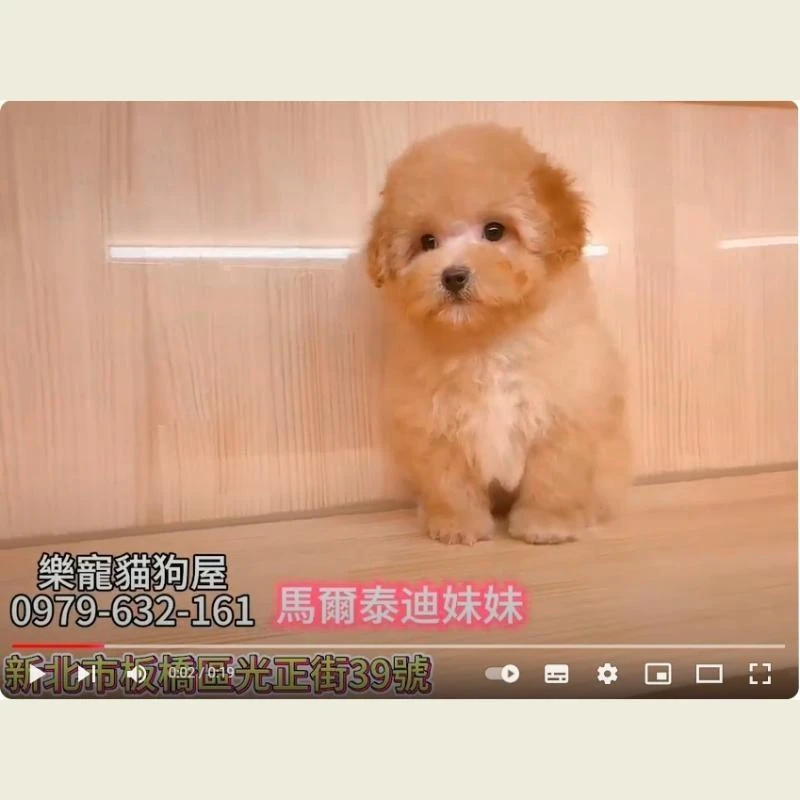 馬爾泰迪弟弟