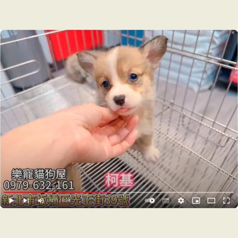 柯基,柯基幼犬