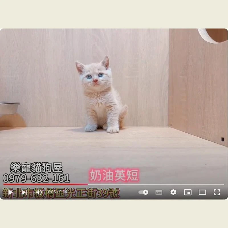 奶油英短,英短幼貓