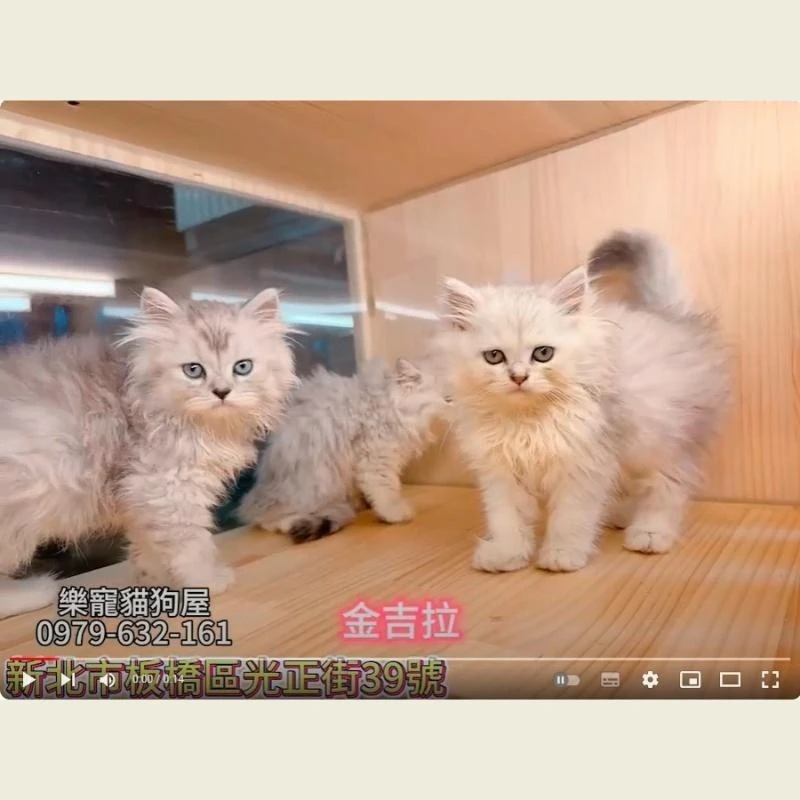 金吉拉