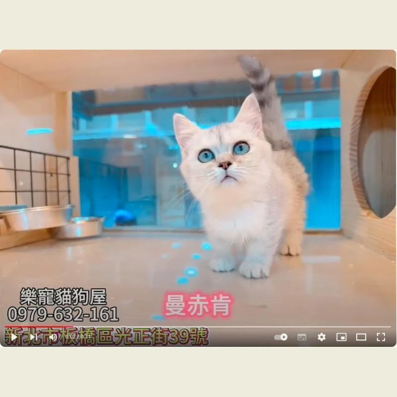 曼赤肯,曼赤肯幼貓