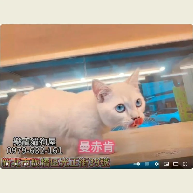 曼赤肯