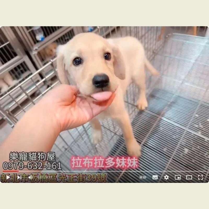 拉不拉多妹妹,拉不拉多幼犬