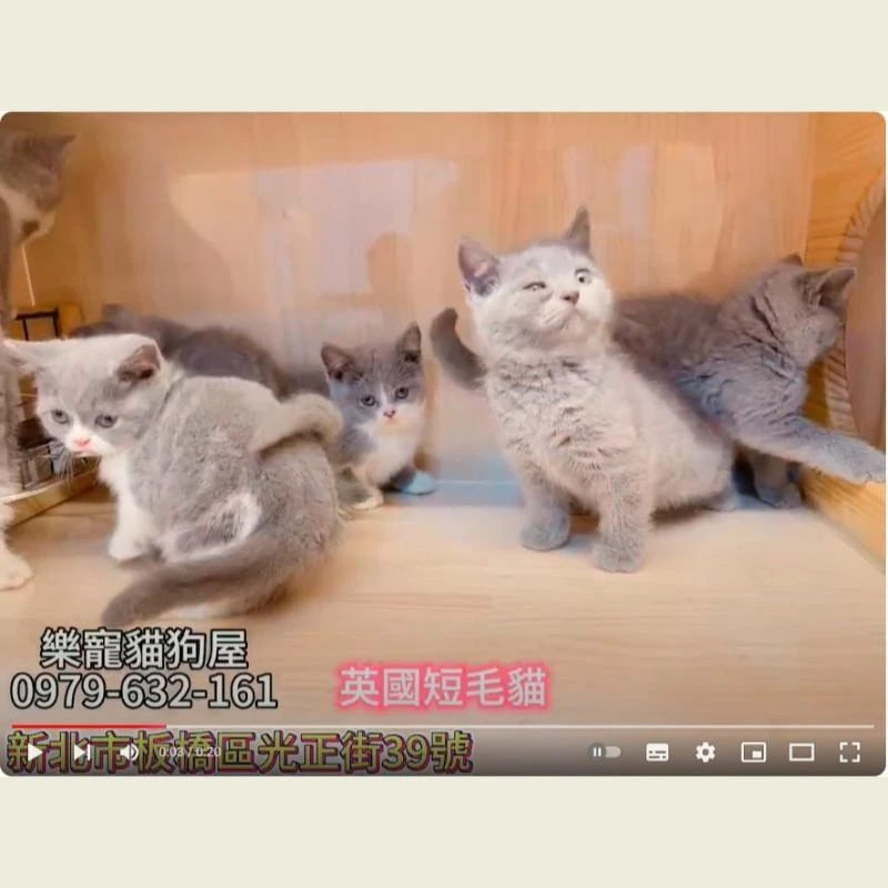 英國短毛貓,英短