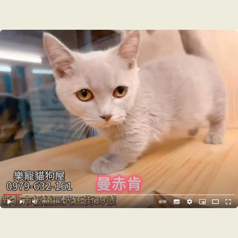 曼赤肯,曼赤肯幼貓