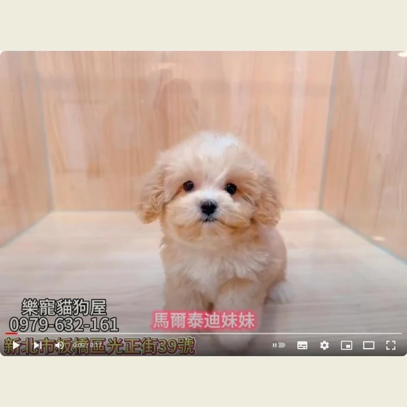 馬爾泰迪妹妹,馬爾濟斯