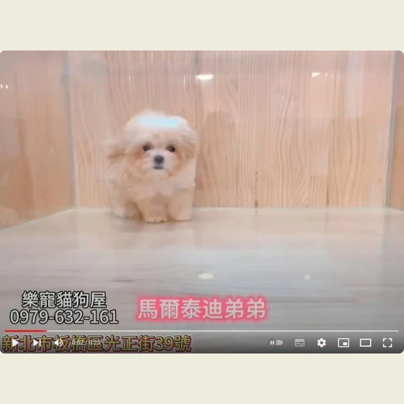 馬爾泰迪弟弟,馬爾濟斯