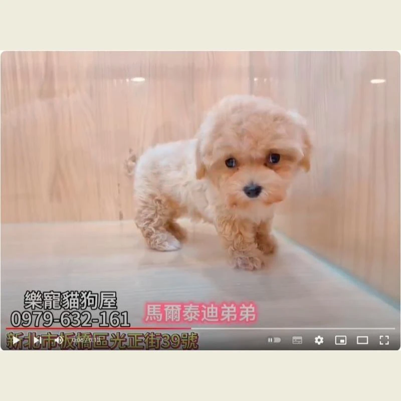 馬爾泰迪弟弟,馬爾濟斯,馬爾濟斯幼犬
