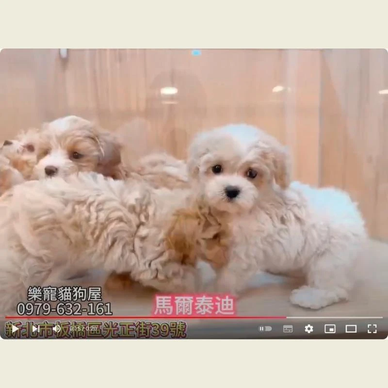 馬爾泰迪