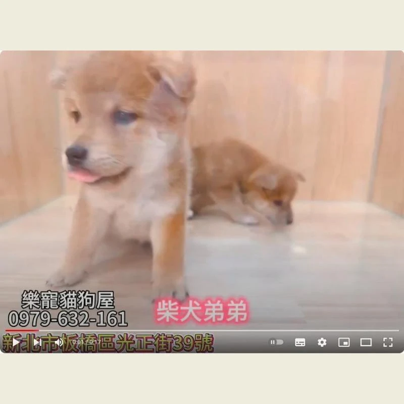 柴犬弟弟