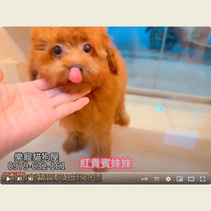 紅貴賓妹妹