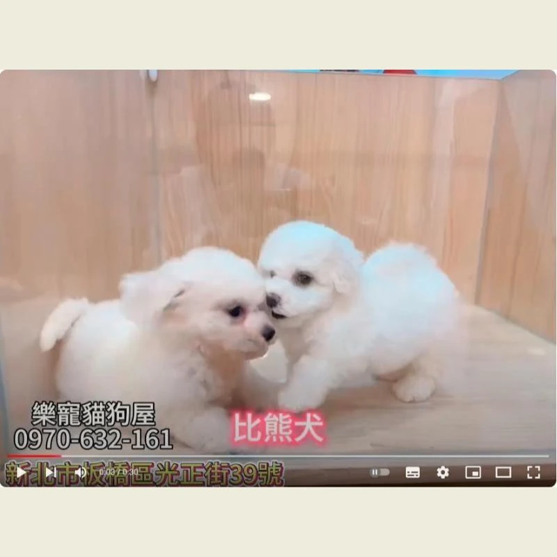 比熊犬