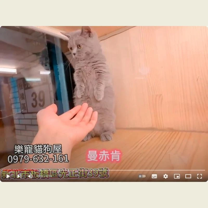 曼赤肯