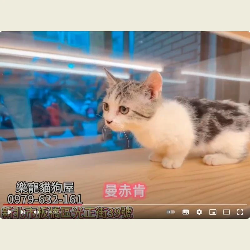 曼赤肯