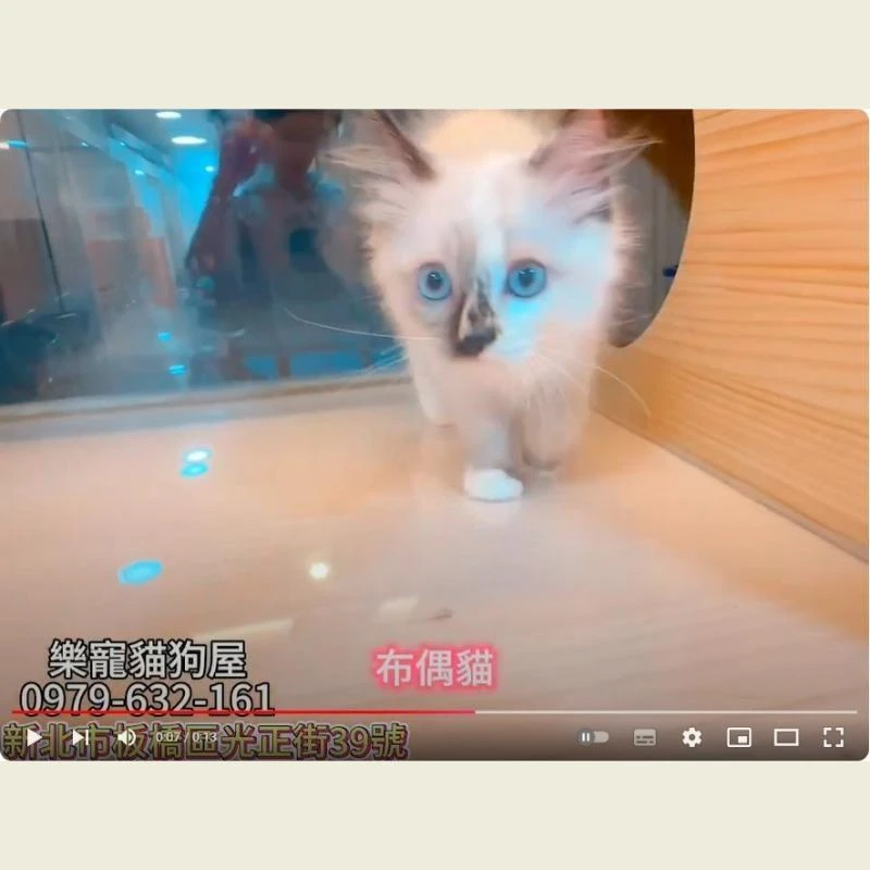 布偶貓