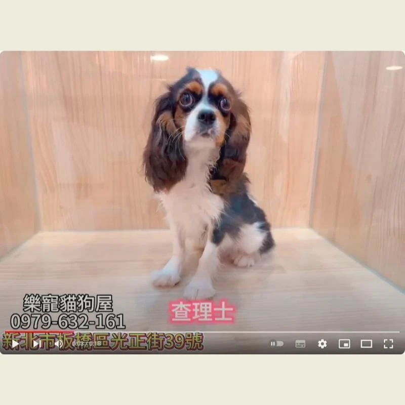 查理士
