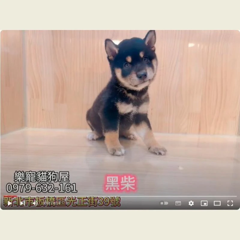 黑柴