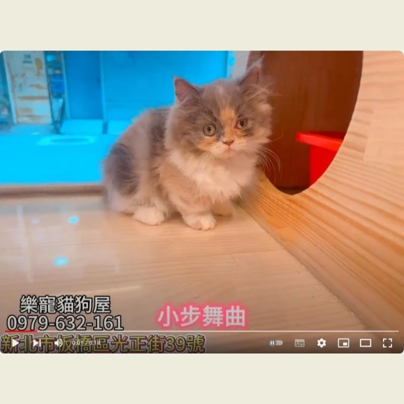 小步舞曲