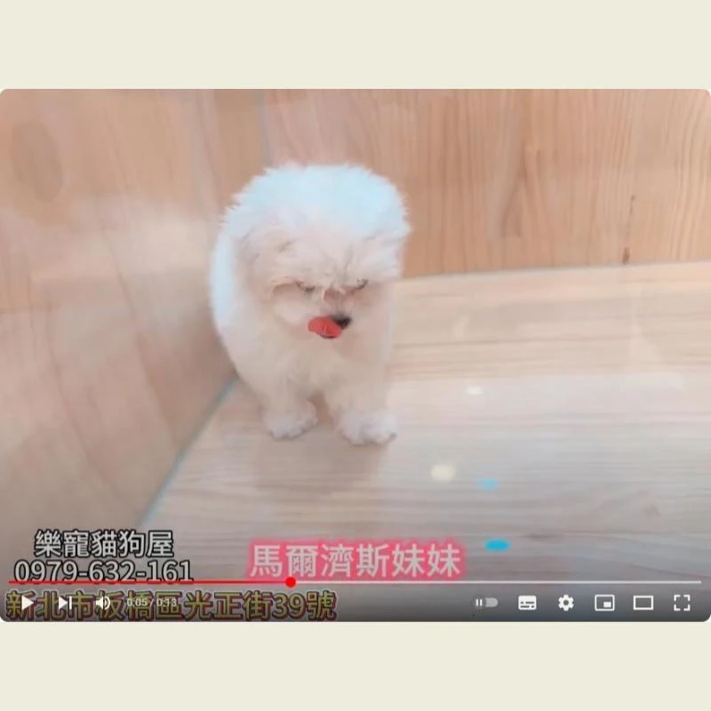 馬爾濟斯妹妹,馬爾濟斯,馬爾濟斯幼犬